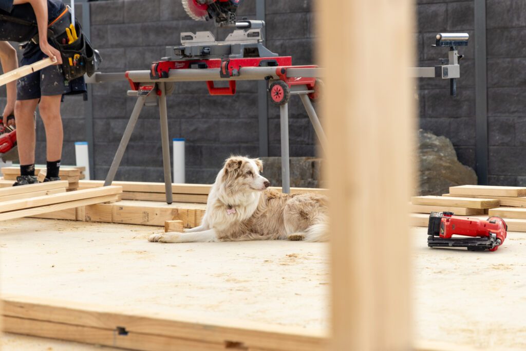 A border collie lying among timber wall frames on a Magor Builders building site, with a carpenter and drop saw behind.